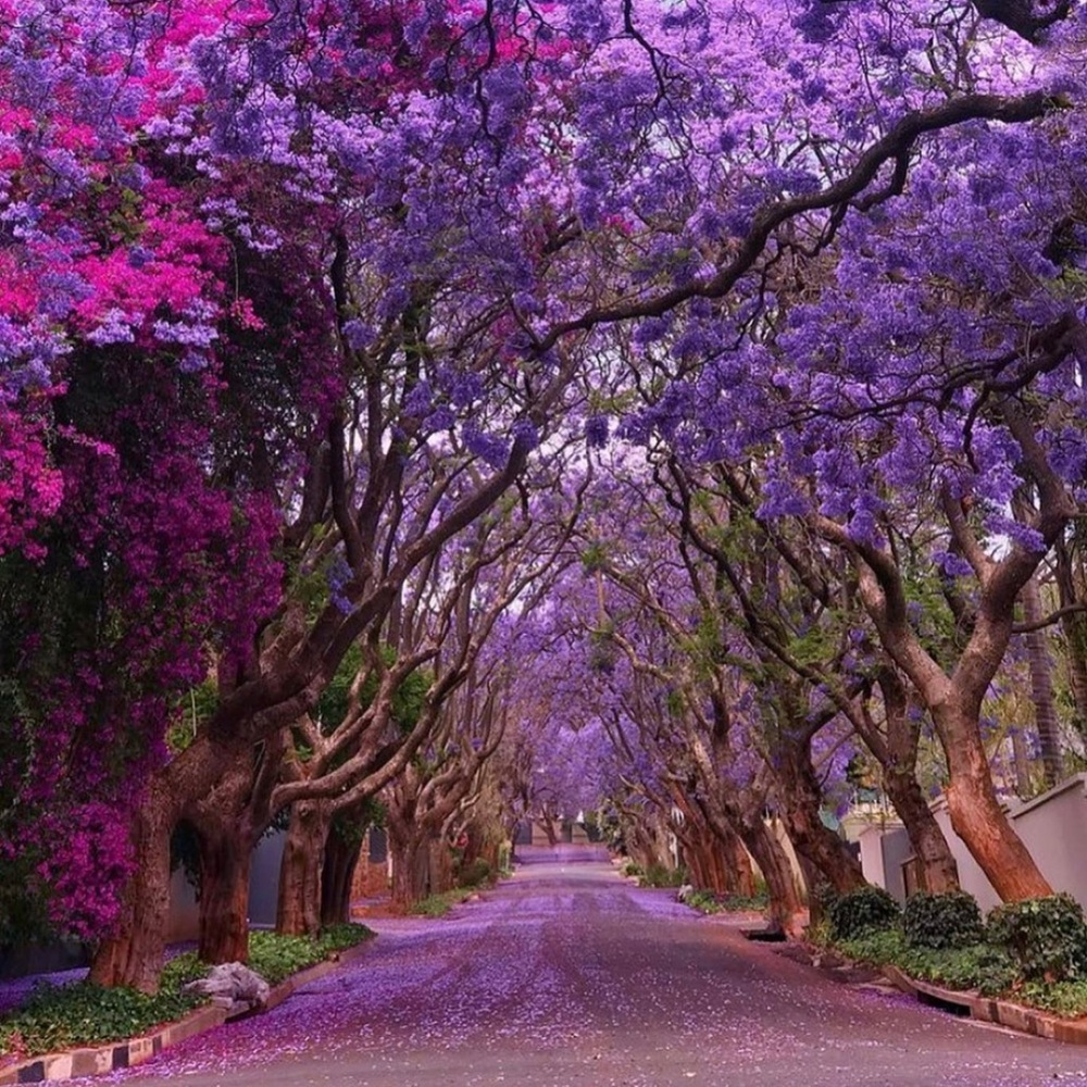 Meet your Posher, Penelope